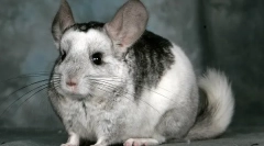 Ile kosztuje szynszyla, gdzie kupić i jak wybrać